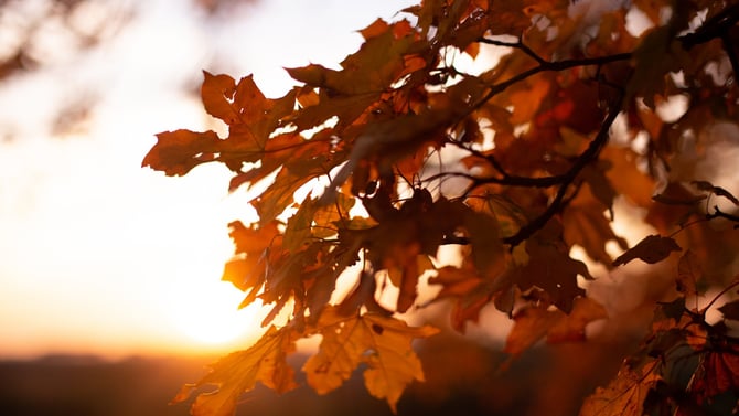 Why Is Fall the Best Time for a Couples Getaway in Branson?