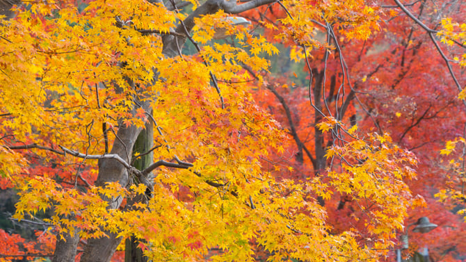 When Is Branson Fall Foliage Peak and Where Are the Best Views?