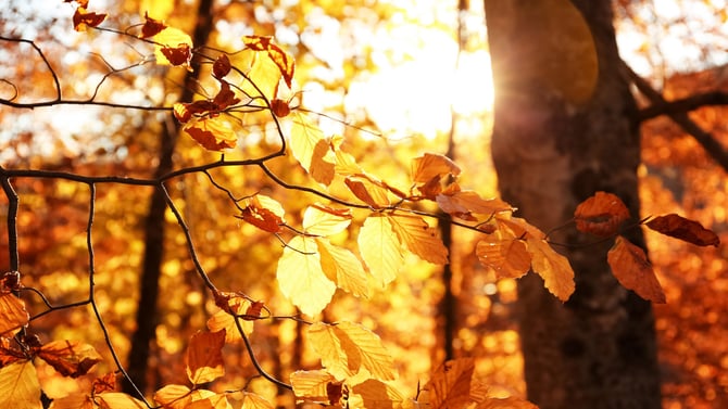Why Is Fall the Best Time to Rent a Cabin in Branson, Missouri?
